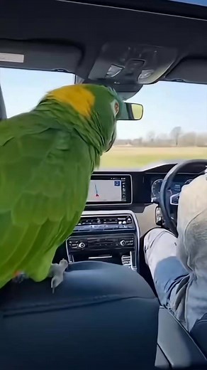 🦜💥 Wenn der Papagei lauter als die Blitzer-App schreit! 😂 🚗 „Achtung, Blitzer in 200 Metern!“ 🦜 „BREMS! Die Staatskasse braucht kein Geld mehr!!“ Nur in Deutschland: Ein Papagei, der Bußgelder verhindert und Nerven kostet! 🤣 💬 Schreib „🦜⚡🚗“ wenn dein Papagei auch so reagieren würde! ☕ Unterstütze den Frechen Papagei → buymeacoffee.com/derfrechepapagei #DerFrechePapagei #BlitzerAlarm #AchtungBlitzer #PapageiSpricht #LustigDE #PapageiLacht #DeutscheComedy #FunnyReelsDE #PapageiDeutschland