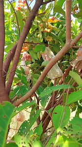 Star ruby super dami bunga ... | Garden/Farm Of Danie Sam