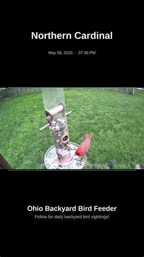 Northern Cardinal at My Ohio Feeder – Night! May 08, 2026