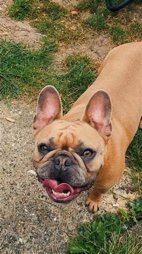 🐶 French Bulldog Puppy | Cute & Funny Frenchie Video