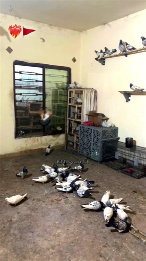 Exploring the Bilal Pigeon Club Community