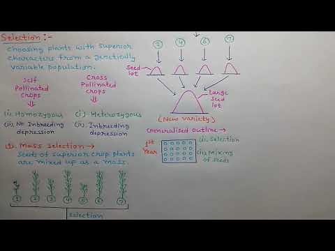 plant breeding mass & pure line selection