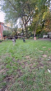 Happy ThursDANE!! A visit from Margo (aka Loaf) means incessant demands for FETCH, so Pilot joined in a round of fetch. He is learning feisty Margo's rules for fetch, which is basically one rule... STAY OUT OF HER WAY 🤣 If anyone beats the Loaf to the item to be fetched, LOOK OUT! The fangs come out! 😈 Pilot's unruly ears are hilarious! He is very curious about Margo's strange pointy ears and always wants to poke them 😝 They are playing well together and Mom is happy that Pilot backs down whe