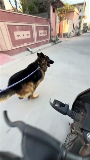 German Shepherd Exercise Technique | Daily Workout Se Power, Stamina & Health 💪🐕 #germanshepherd