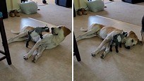 Frank just wanted to take a nap, but this baby goat had different plans. Too funny! | Rumble