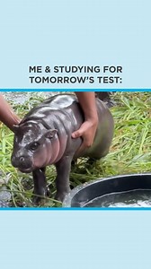 5.9K views | Me vs. studying for a test… a never-ending battle ‍ #HomeworkHelpGlobal #Memes #Funny #Humor #Relatable #StudentStruggles | Homework Help Global | Facebook