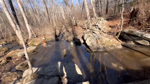 Fantastic Friday to Welcome a New Friend to the trails!!!! 🐾🐕🪵🏔️🐾 Tommy had his first pack hike today with Georgia, Pepper, Moxie, Shea, Bosun, Fitzy, Frankie, Jack, Santo, and Yeti!!!! 🎉👍🏼🐶 | Active Dog LLC