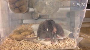 55K views · 1.6K reactions | It’s so obvious this mouse was struggling to breathe. She must have been so scared in this tiny plastic container as she suffered. Animal experimenters have little to no regard for the lives in their hands. They see animals as lab tools, not individuals who feel pain and suffering. | PETA (People for the Ethical Treatment of Animals) | Facebook