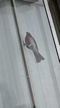 Bird stuck in neighbors window is saved!