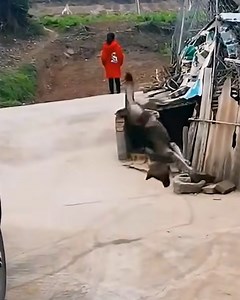 243K views · 4.3K reactions | Take a little time to meet the acrobatic dog | Simple ideas | Facebook