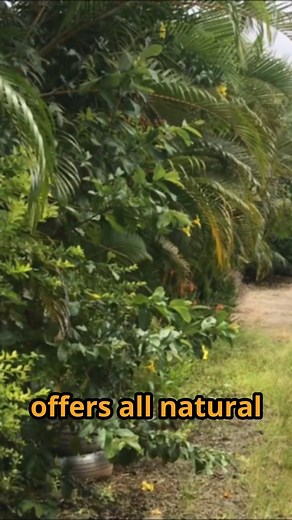 Do you know... A well-groomed beard can make you look more confident and attractive? 👨‍🦳 Smoky Mountain Beard Co. also offers a satisfaction guarantee. 💯 Visit 👉 https://buff.ly/3Q2IHPq 🔥 . . . . . . #beardcare #beardgrowth #beardoil #beardbalm #beardshampoo #beardconditioner #mensgrooming #allnatural #guaranteed #satisfaction #smokymountainbeards #reels #reelitfeelit #explore | Smoky Mountain Beards Co.