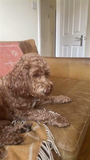 Morning routine ✨#cockapoo #cute #funny #video