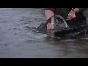 Smoked Fish Brine Recipe