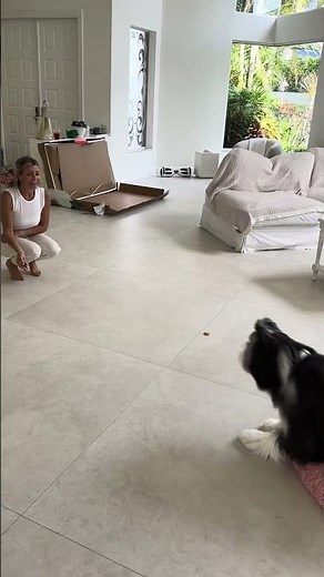 Winnie (Bearded Collie) focus and obedient on her human #dog #shorts