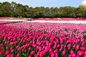 NAGOYA TRAVEL GUIDE (Budget   Itinerary) 2019