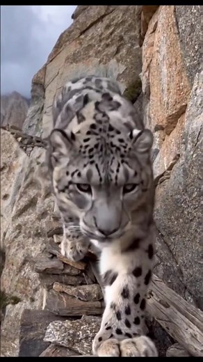 Snow Leopard in Nepal ❄️🐾 A rare glimpse of the elusive snow leopard, the ghost of the Himalayas, gracefully roaming its natural habitat. #nepal #SnowLeopard #Himalayas #Wildlife #VisitNepal | Globetrotter Tours & Travels