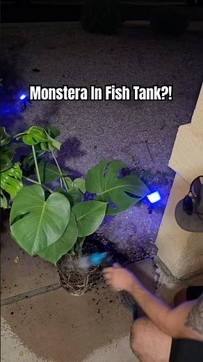 How to Put a Monstera in Your Fish Tank 🌿 #Shorts #Aquarium #Monstera #FishTank #Houseplants