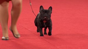 This one of a kind breed with his large bat ears and even disposition, is one of the world's most popular small-dog breeds, especially among city dwellers. Meet the French Bulldog! | AKCtv