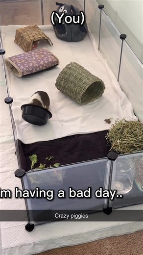 Caring for Guinea Pigs: Keeping Their Space Clean