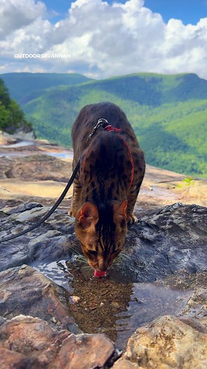 Thirsty cat at Linville Gorge Wilderness Area in North Carolina 💧 06.16.2025 #outdoorsavannah | Raja and David