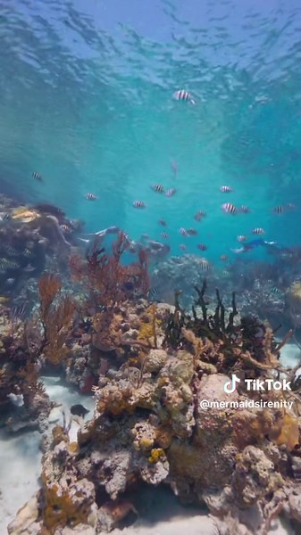 Playing mermaids with the girls ✔️🐚 #mermaidtiktok #mermaidtok #mertok #mermaidcore #professionalmermaid #girlstrip #summerinspo tail by @Merbella Studios video by @OceanObscura