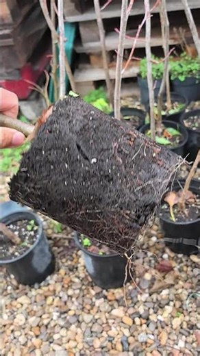 Едролистна липа 🌟 За поръчки www.razsadnikat.com#tilia #липа #tea #razsadnikat