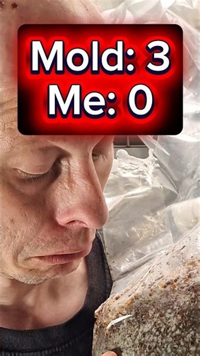 Lion’s Mane Failed. Can Pasteurised Master’s Mix Win?