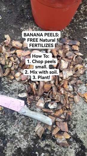 Benefits of Banana Peels: - Feeds Plants: Potassium, phosphorus for strong growth. - Better Soil: Improves drainage and air flow. - Strong Roots: Helps roots grow healthy. - Good Microbes: Attracts helpers for your soil. - Saves Money: Free, natural fertilizer! #bananapeel #SustainableFarming #farmerslife #organicfarming | Nature Lover | Facebook