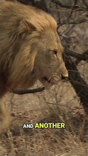 Follow these lion brothers on their dangerous quests - hunting buffalo and finding a female pride! 🦁