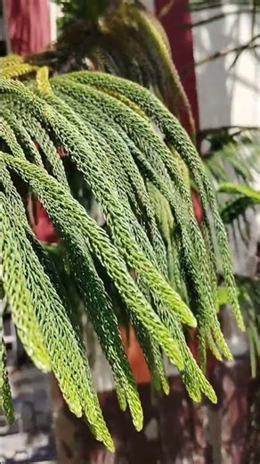 🌳grand plant 🌵❤#shorts #trending #subscribe