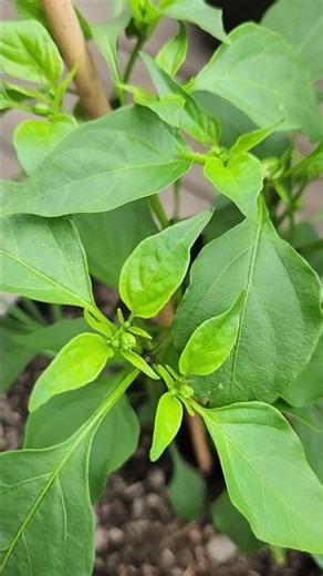 I Planted Crushed Red Pepper Flakes… 3 Months Later We Finally Know What Grew