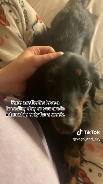 Understanding the Challenges of Dog Breeding