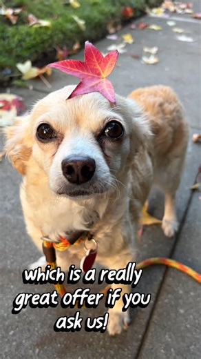 A Purposeful Rescue on Instagram: "If you know what’s good for you you will head directly to our website and fill out an application to adopt Poppet. She’s an absolute delight! 5-7 years old•12 lbs•pomchi is our best breed guess. She’s great with everyone-just a real sweet little dog. Her masses we removed recently were all benign and now all she needs is a bestie for life! She can’t wait to meet you! Come meet her on Saturday @rosiebunnybean between 12-2 ❤️ #poppet🦄 #pomchi Los Angeles,