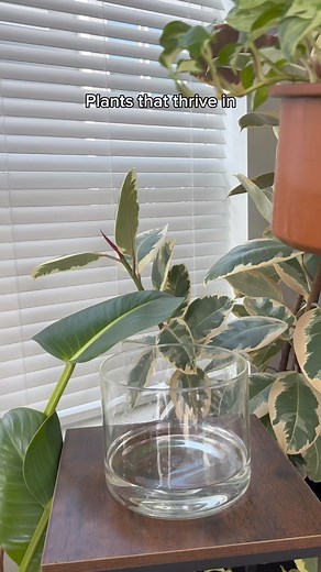 1.6M views · 13K reactions | SELF WATERING POTS 華⤵️They make my life so much easier & my plants love the consistency. However, if you keep it consistently filled with water some plants may not do well in them. The trick is to let the reservoir fully dry out between fill ups and it will help with overwatering. Do a quick search of the plants needs before & adjust accordingly. I place the wick right in between the root ball so it has easy access to water. | MariahGrows | Facebook