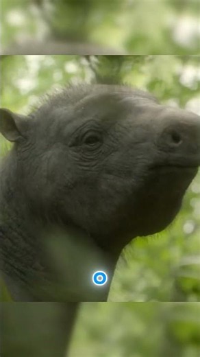 Assim foi EXTINTO esses ANIMAIS PRÉ HISTORICOS! #curiosidades #dinossauro