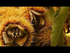 12/14/23 Restoration of the American Chestnut
