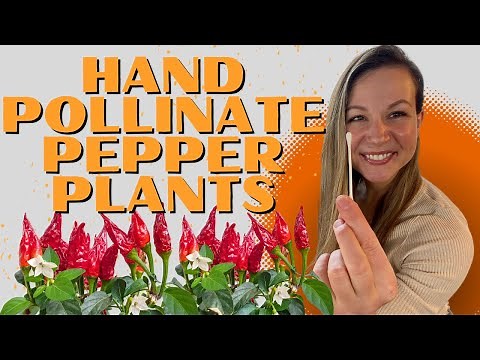 Hand-Pollinate Your Peppers In Minutes (And Prevent Flower Drop!)