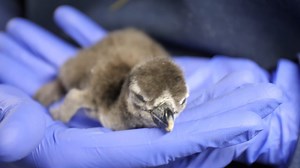 25K views · 1.4K reactions | They grow up so fast! 讀 Help us welcome these fluffy new additions to the Georgia Aquarium penguin family. 殺 So far, six chicks have hatched, but the season isn't over yet! | Georgia Aquarium | Facebook