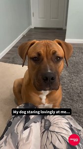 POV: All vets and vet techs at home. 😂 | Clinician's Brief