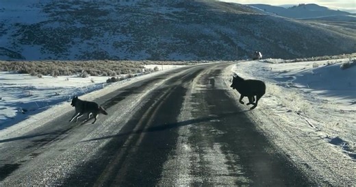 Wolf vs. coyote chase stuns Yellowstone visitors during wildlife tour