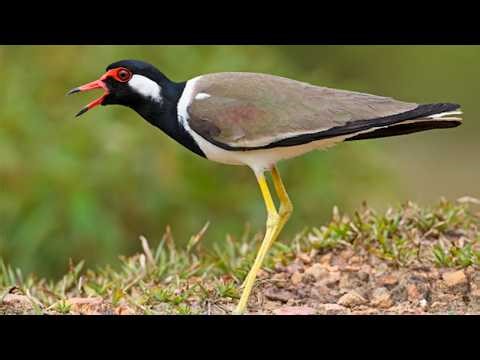 Red-wattled Lapwing "Did-He-Do-It" Sounds