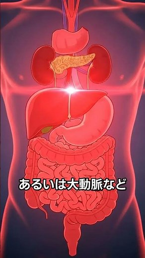 【背中の痛み】整形外科？内科？受診先の正しい選び方を医師が解説｜きだ内科クリニック