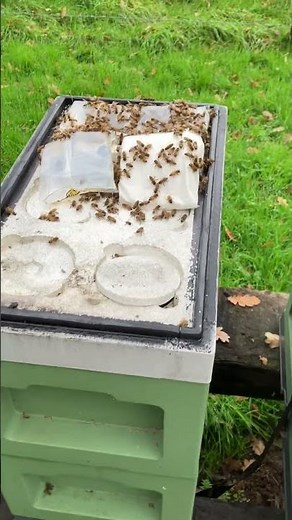 Nucs of bees for sale UK 🇬🇧