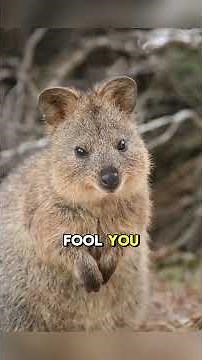 This Animal Always Smiles – Quokka Animal Facts