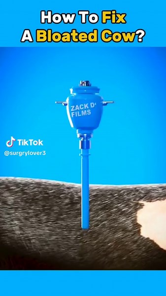 How to fix a bloated cow ?#surgery #procedure #hospital