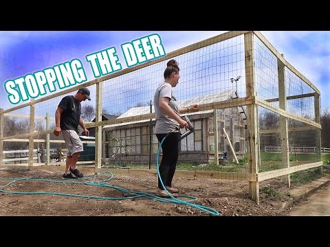 Installing Permeant Deer Fencing Around The 3 in 1 Apple Tree