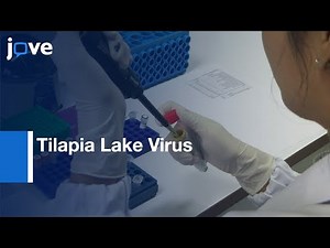 RT-LAMP Assay to detect Tilapia Lake Virus | Protocol Preview