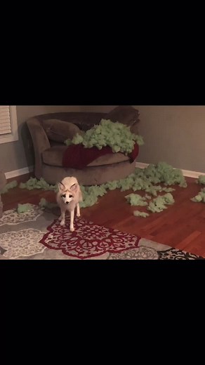 Bad fox sh!t** #fyp #fox #foxtok