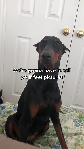 She has to start paying some bills 🤥 #doberman #dobermanpinscher #dobermans_of_tiktok #vlog #dobermanpuppy