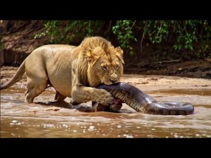 The Lion Caught The Anaconda To Eat | Animals world